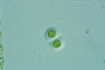 Gloeocystis