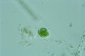 Oocystis