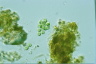 Apiocystis