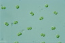 Tetraspora