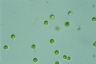 Tetraspora