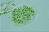 Sphaerocystis