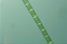 Spirogyra