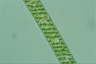 Spirogyra