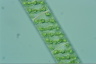 Spirogyra