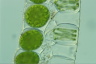 Spirogyra