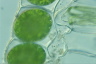 Spirogyra