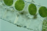 Spirogyra