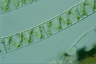 Spirogyra