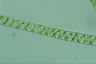 Spirogyra