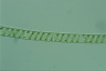 Spirogyra