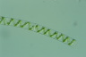 Spirogyra