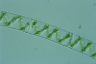 Spirogyra