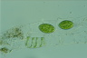 Spirogyra