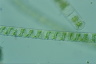 Spirogyra