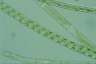 Spirogyra