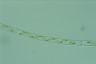 Spirogyra