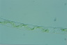 Spirogyra