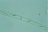 Spirogyra