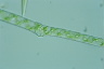 Spirogyra