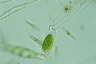 Spirogyra