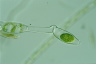 Spirogyra