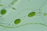 Spirogyra