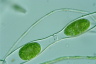 Spirogyra