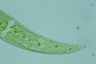 Closterium moniliferum