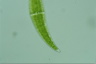 Closterium moniliferum