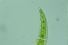 Closterium moniliferum