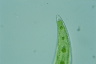 Closterium moniliferum