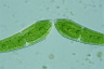 Closterium moniliferum