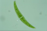 Closterium moniliferum