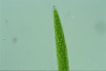 Closterium acerosum