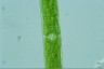 Closterium acerosum