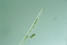 Closterium acerosum