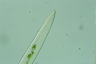 Closterium acerosum