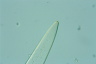 Closterium acerosum