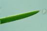 Closterium acerosum