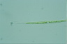 Closterium idiosporum