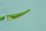 Closterium rostratum