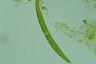 Closterium intermedium