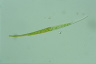 Closterium ralfsii