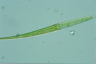 Closterium ralfsii