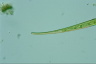 Closterium ralfsii