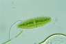 Netrium digitus