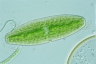 Netrium digitus