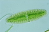 Netrium digitus