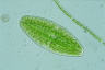 Netrium digitus